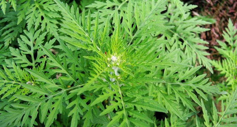 Removing Ragweed Safely