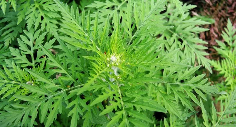 Removing Ragweed Safely