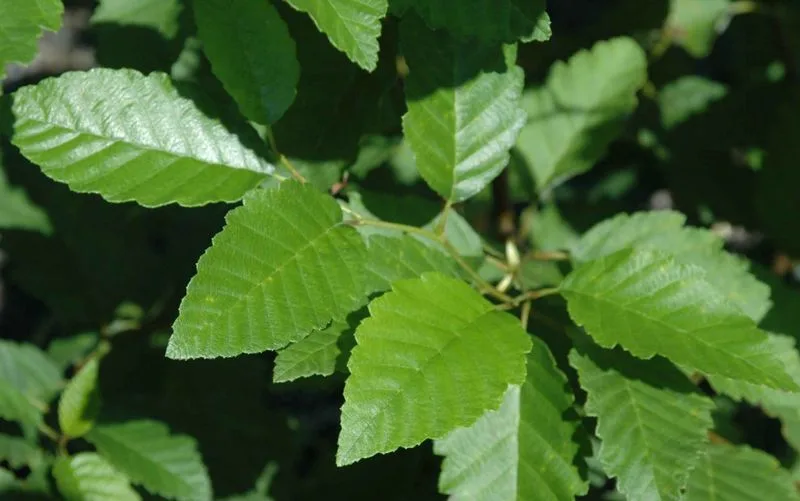 Red Alder