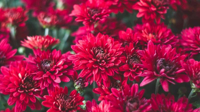 Carmine Clove Pink