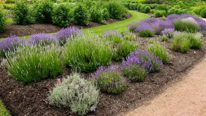 Lavender