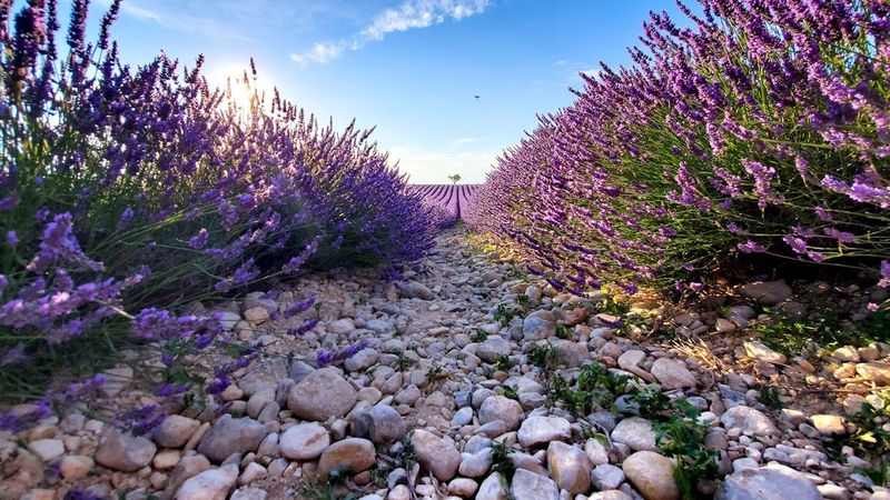 Lavender