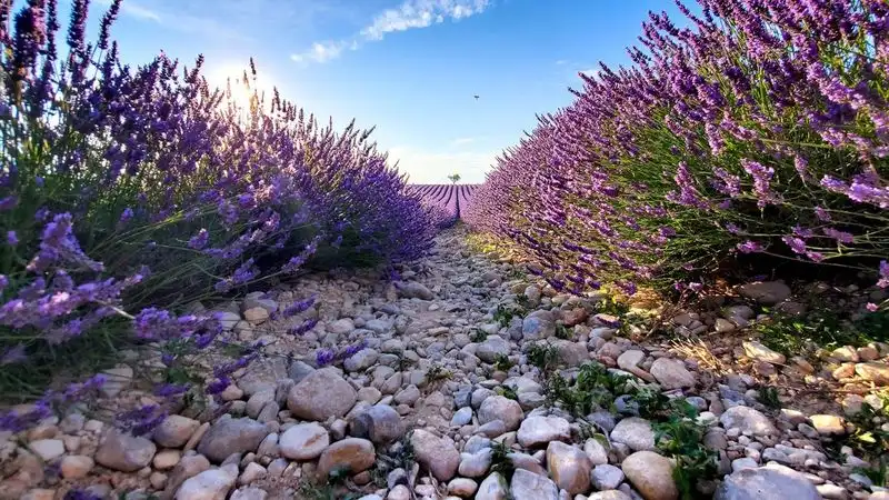 Lavender