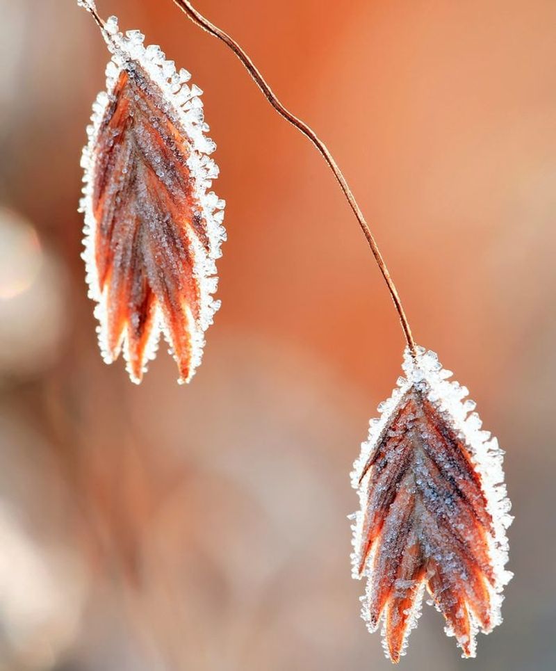 Northern Sea Oats