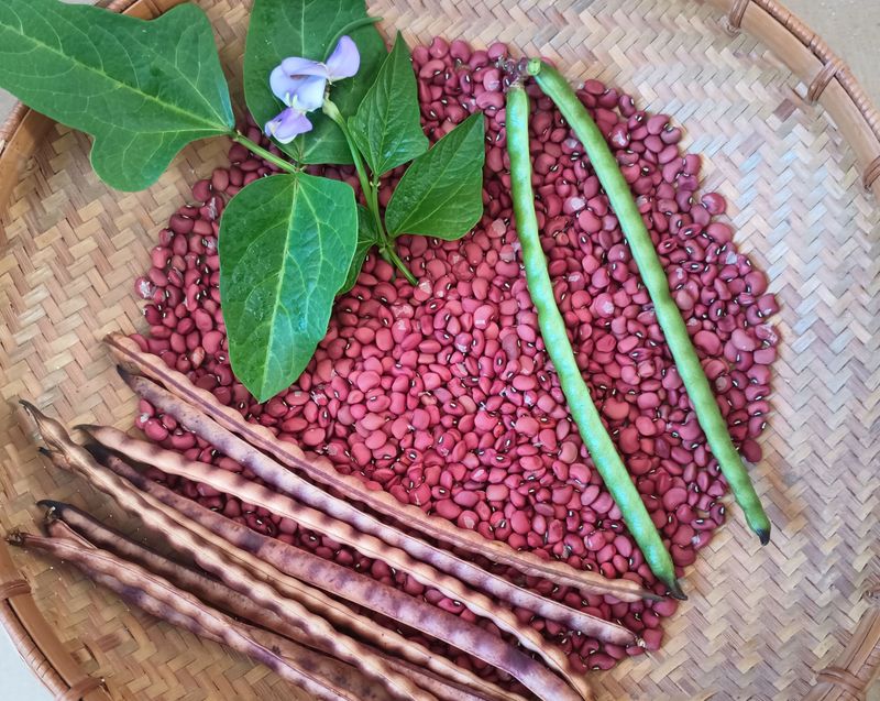 Red Ripper Peanut