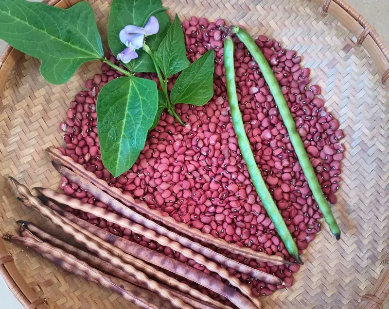 Red Ripper Peanut