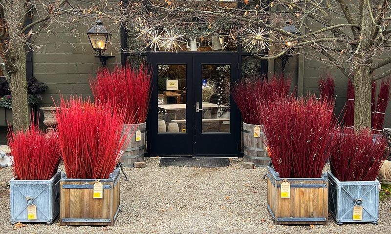 Red-Twig Dogwood
