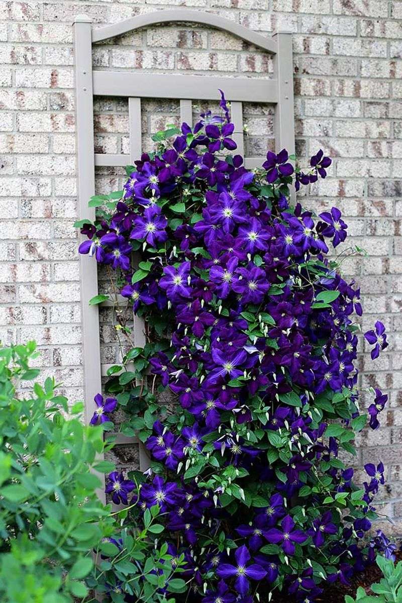 Clematis