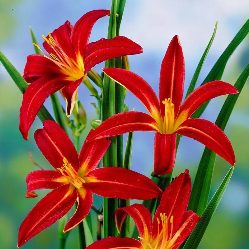 Crimson Passion Daylily