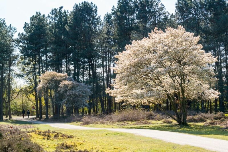 Amelanchier