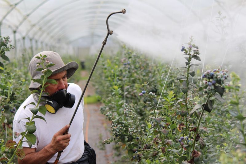 Reduces Need for Chemical Pesticides
