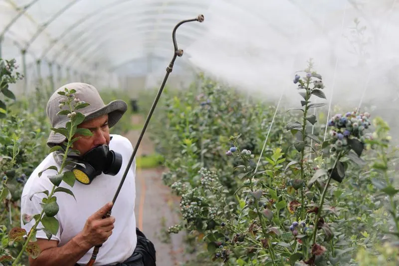 Reduces Need for Chemical Pesticides