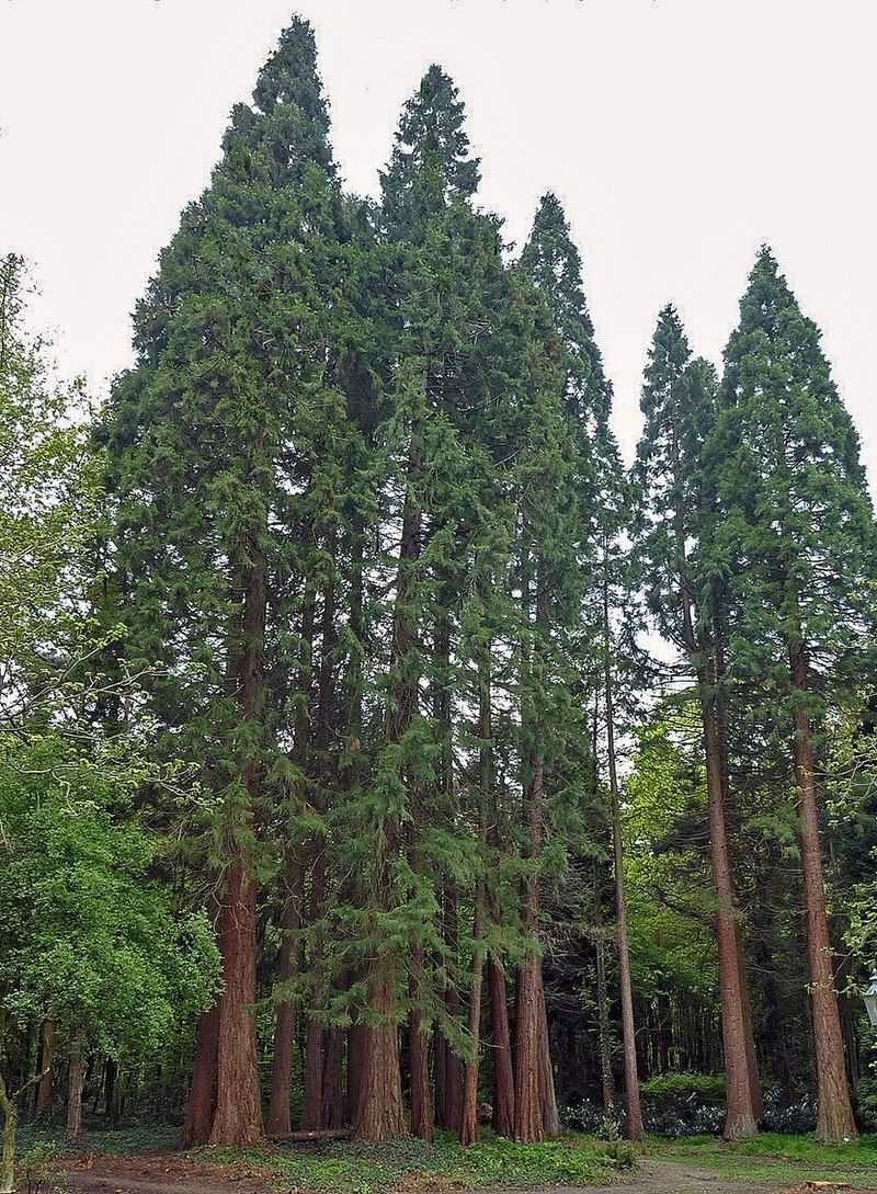 Redwood Tree