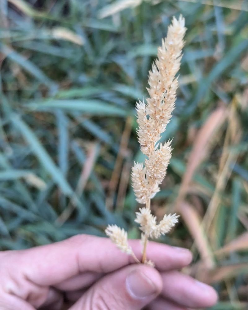 Reed Canary Grass