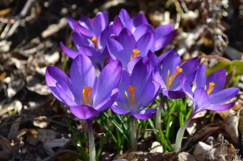 Saffron Crocus