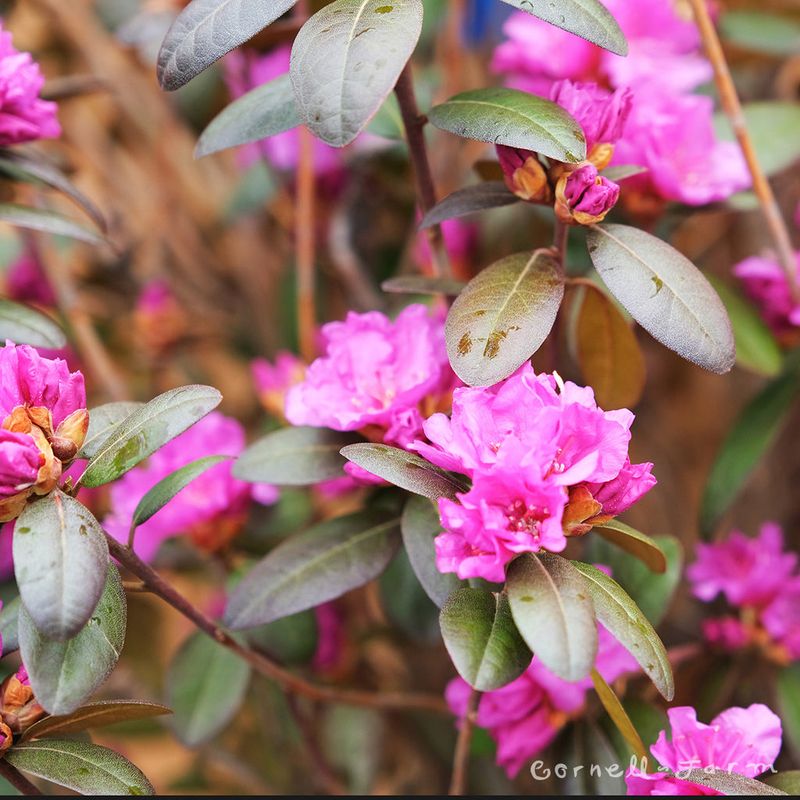 Regal Rhododendrons