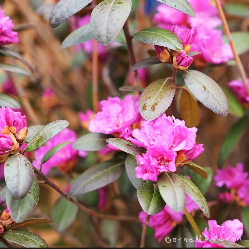 Regal Rhododendrons