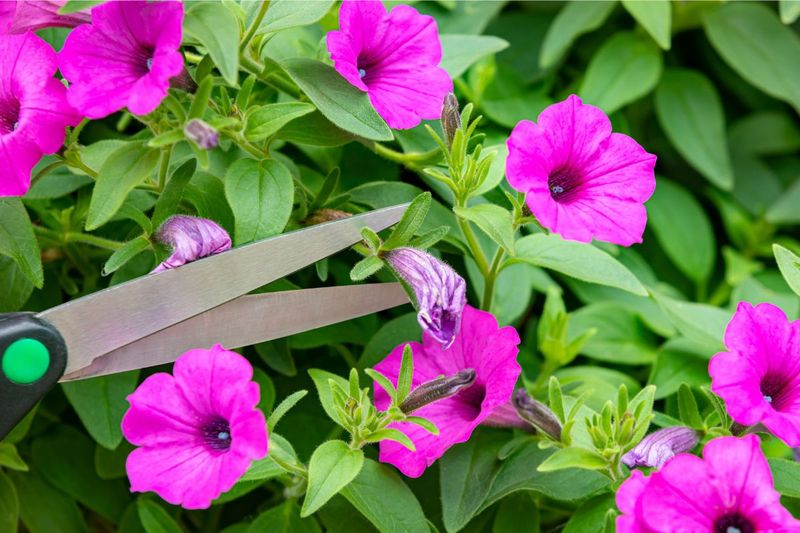 Regular Deadheading