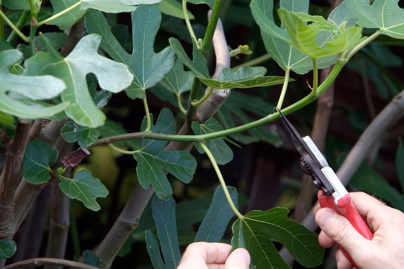 Proper Pruning Techniques