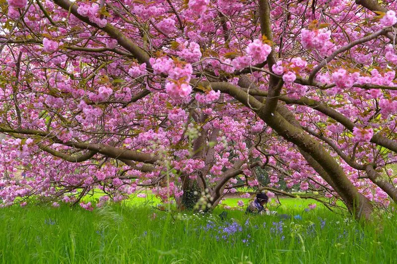 Seasonal Flowering Trees