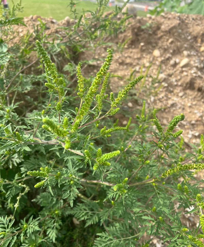 Creating a Ragweed-Free Zone