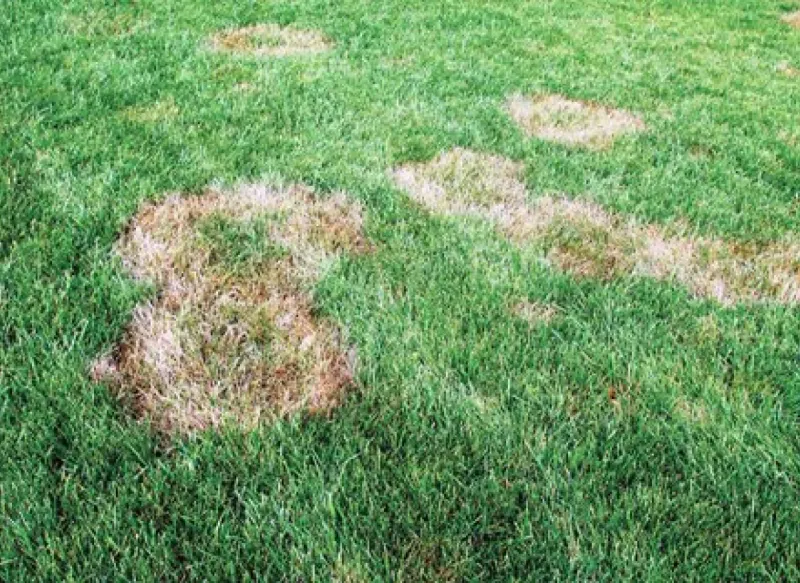 Repairing Brown Spots
