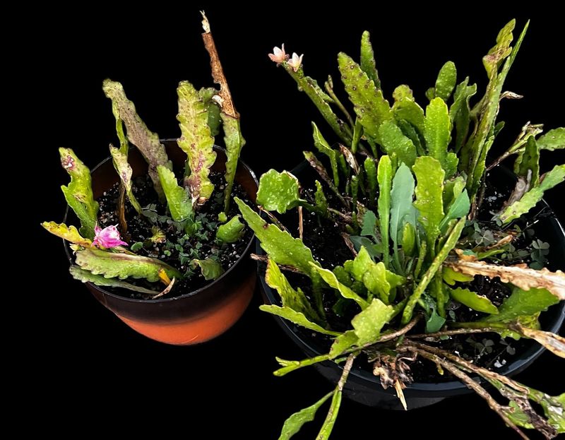 Repotting Frequency