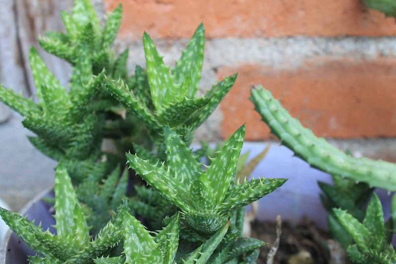 Identifying Pests and Diseases