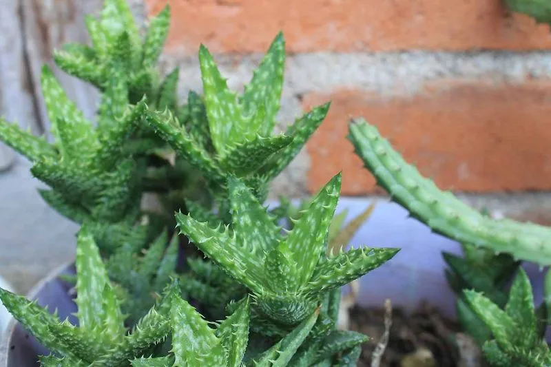 Identifying Pests and Diseases