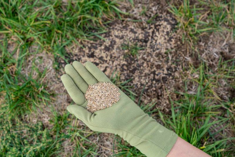 Reseeding Worn Areas