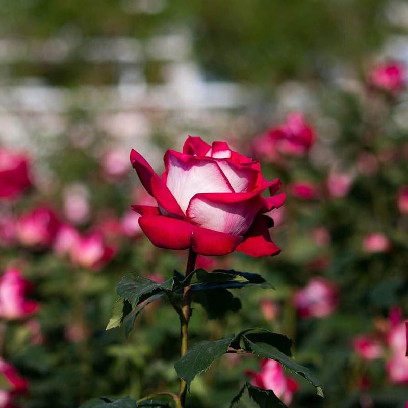 Symbol of Passion