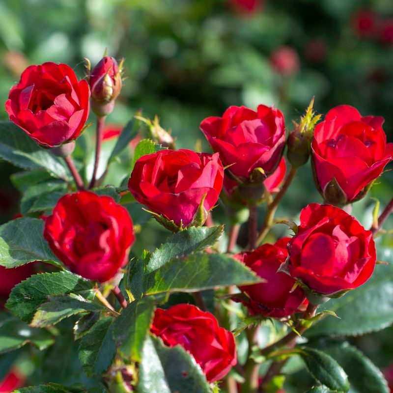 Resilient Roses