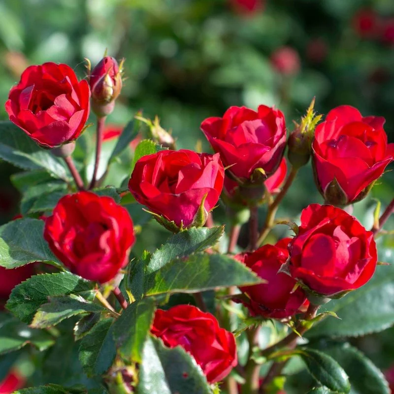 Resilient Roses