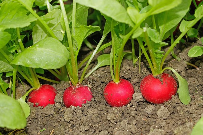 Reversed Radish Experiment
