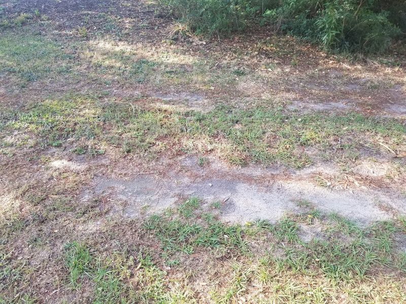 Revitalize Compacted Soil