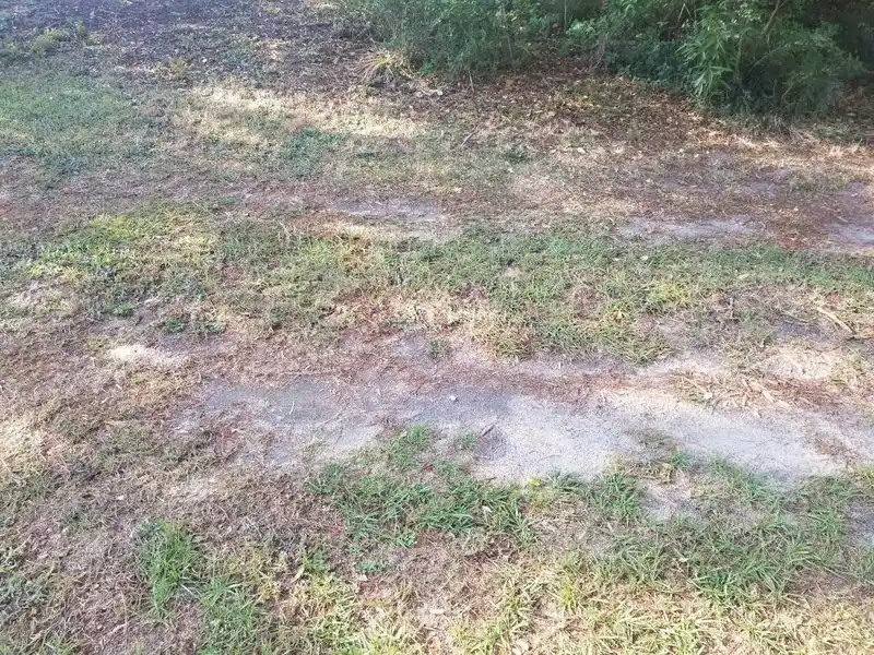Revitalize Compacted Soil