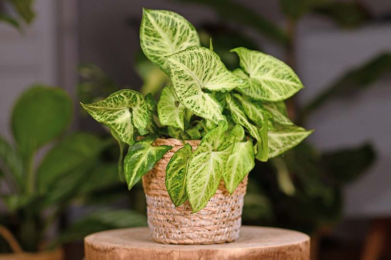 Arrowhead Plant