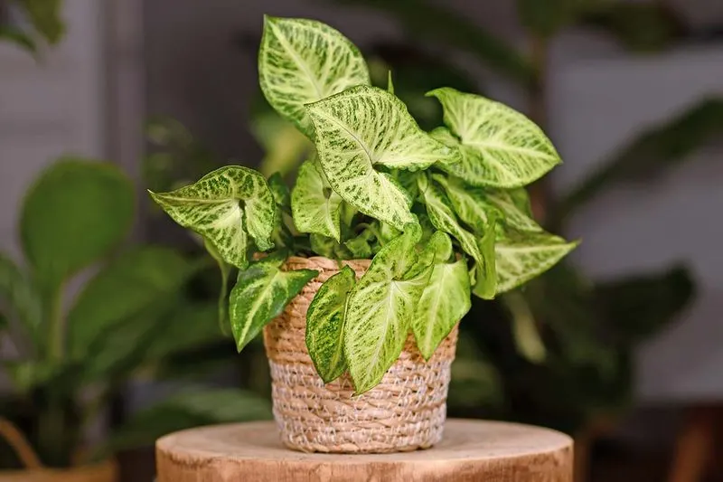 Arrowhead Plant