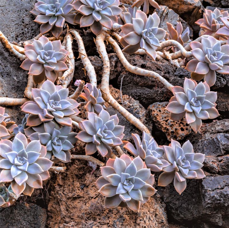 Ghost Plant