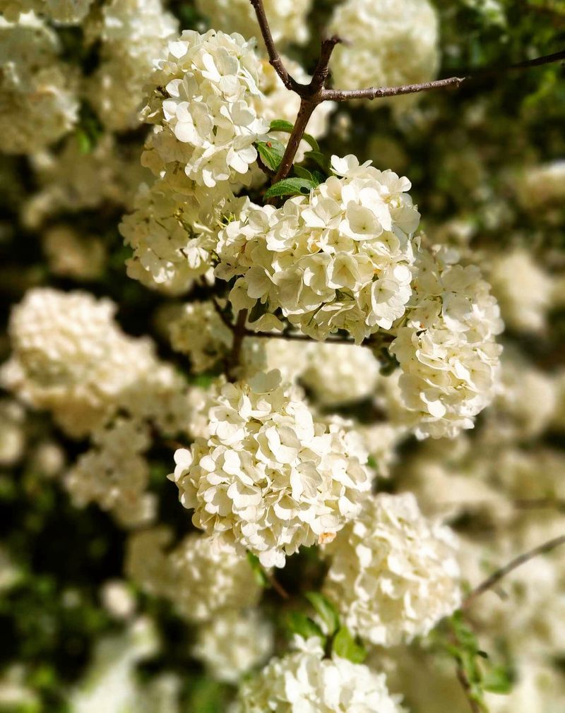 Viburnum
