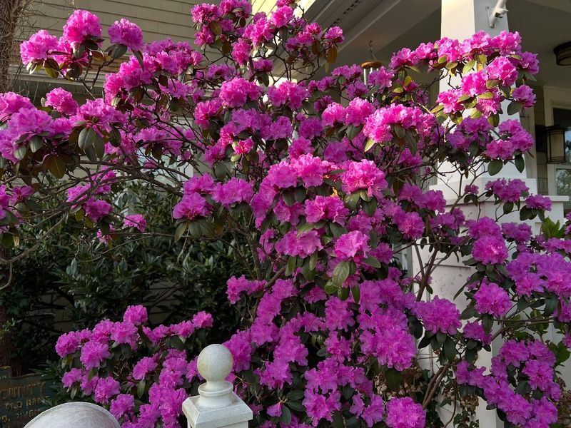 Rhododendron