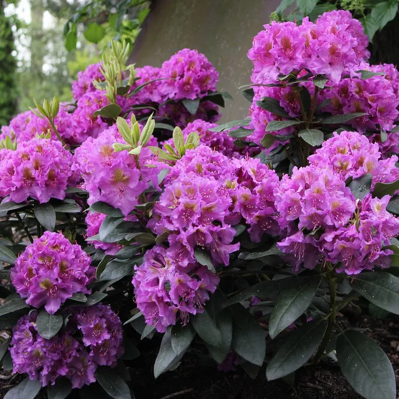 Rhododendron