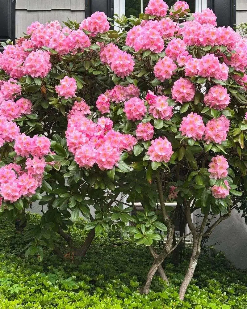 Rhododendron