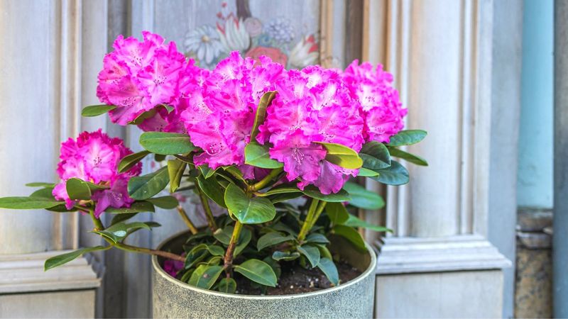 Rhododendron