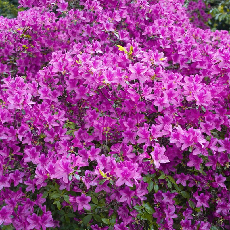 Azalea
