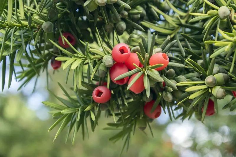 Yew