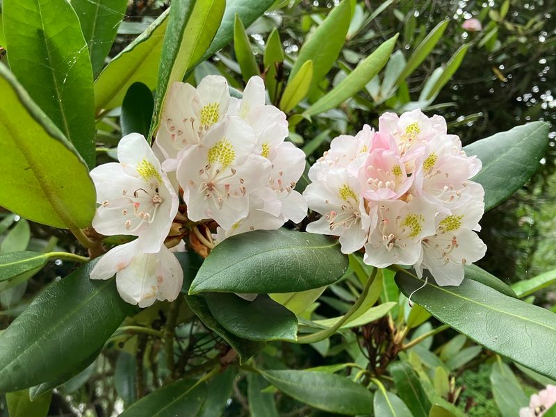Rhododendrons