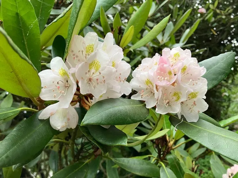 Rhododendrons