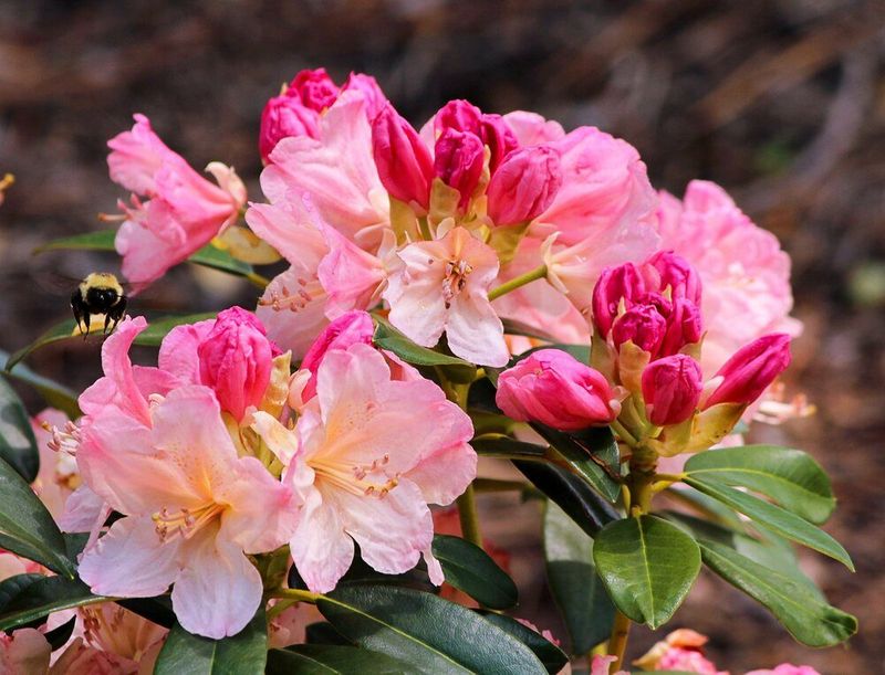 Rhododendrons