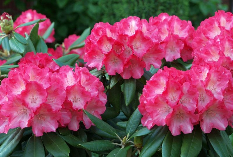 Rhododendrons